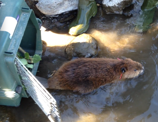 Releasing a tagged beaver