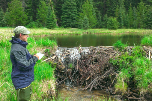 Inspecting a Beaver Dam